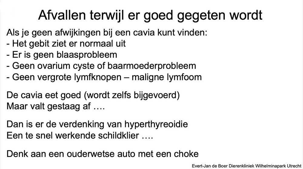 Een cavia met een te snel werkende schildklier verdenking